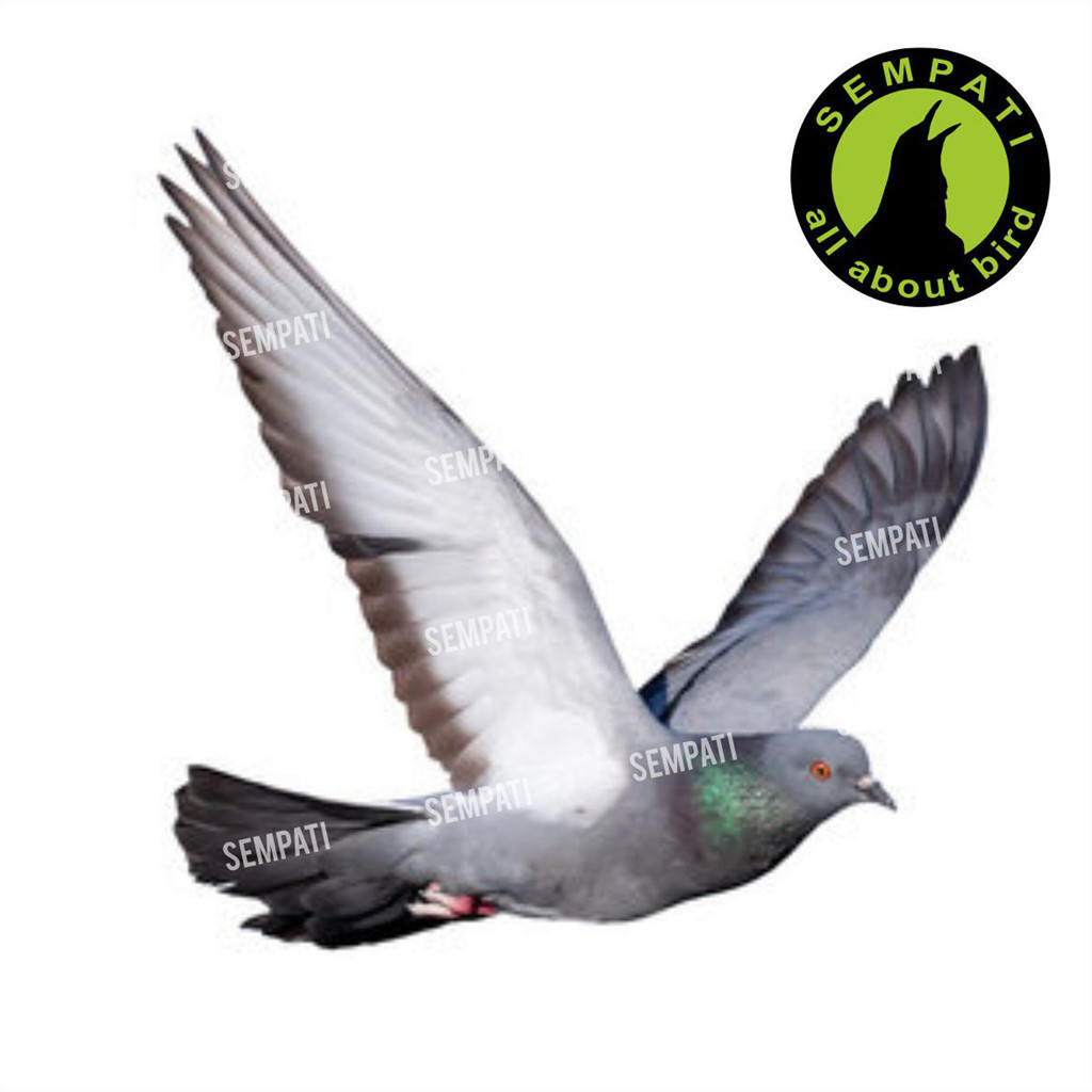 ady78 SEMPATI Makita Super Grit Platinum 1 Kg Pakan Makanan Burung Merpati Perkutut Derkuku Asinan