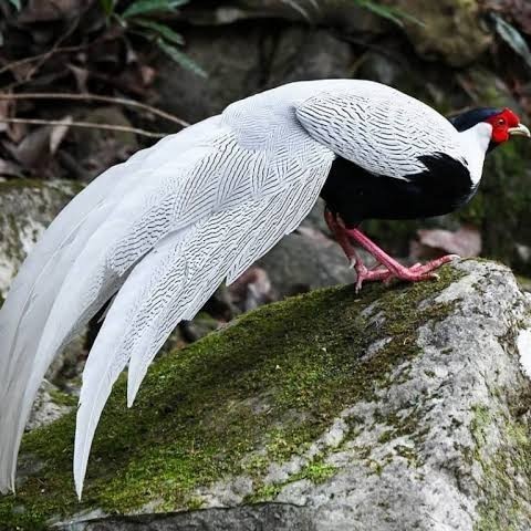 

Fertil Telur ayam hias ringneck silver pheasant fertil siap ditetaskan