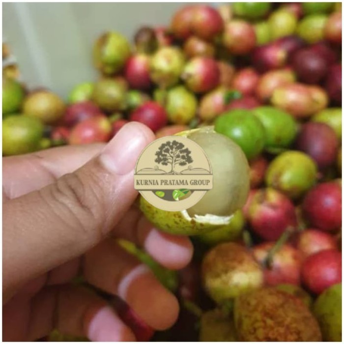 Bibit buah matoa merah super