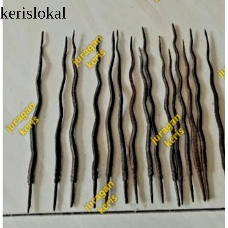 Cacing Kanil Luk kl12