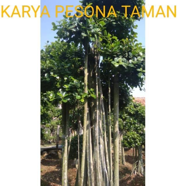 Pohon bonsai dolar bonsai beringin korea tinggi 3 meter