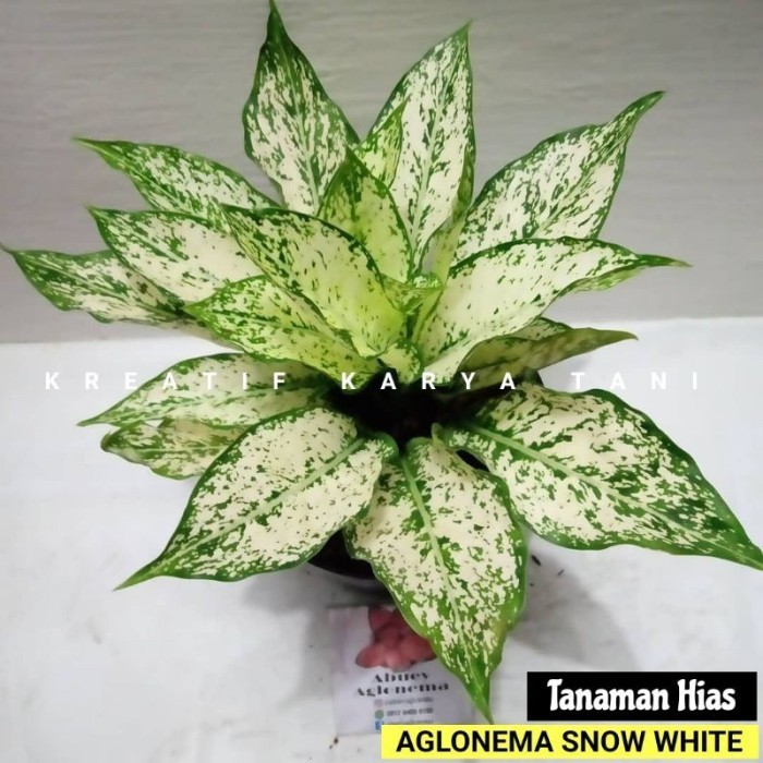 Tanaman hias aglonema snow white - Aglaonema snow white - ANAKAN
