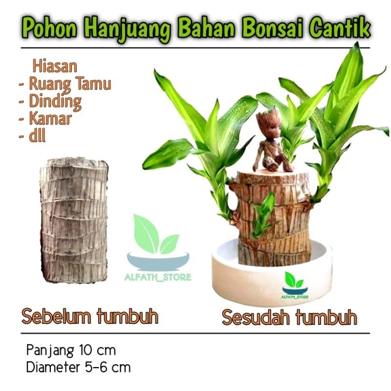 Batang Hanjuang Bahan Bonsai Cantik