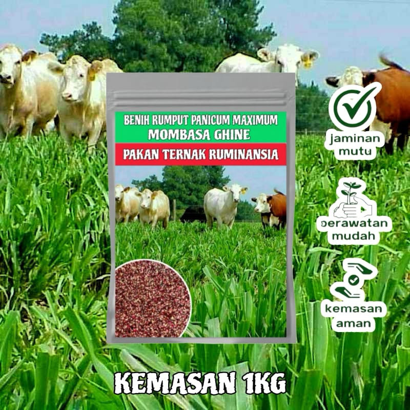 Benih Super Mombaca F1 1Kg Urban Farming Mombasa - Bibit Rumput Pakan Ternak