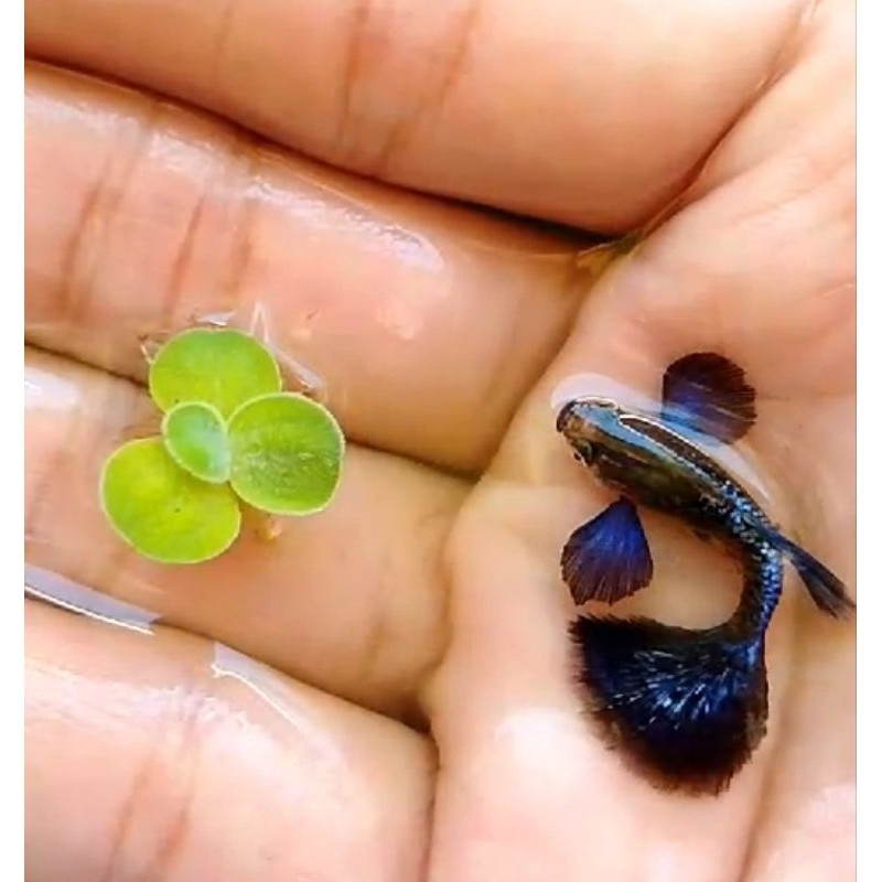 Hiasan Aquarium Guppy Blue Dragon Halfmoon Big Ear