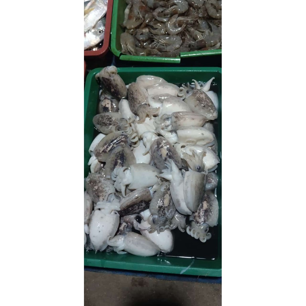 

Ikan Nus Sotong
