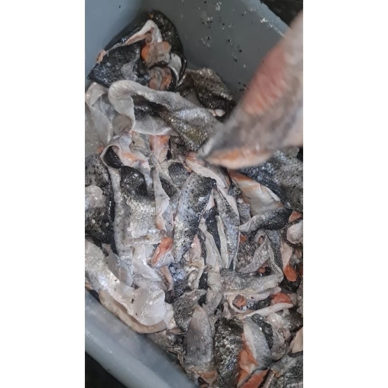 Kulit Ikan Salmon Utuh