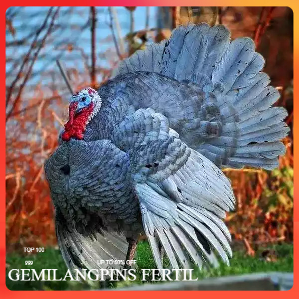 FERTIL Telur ayam kalkun blue slate jumbo / telur ayam hias / telur fertil siap tetas