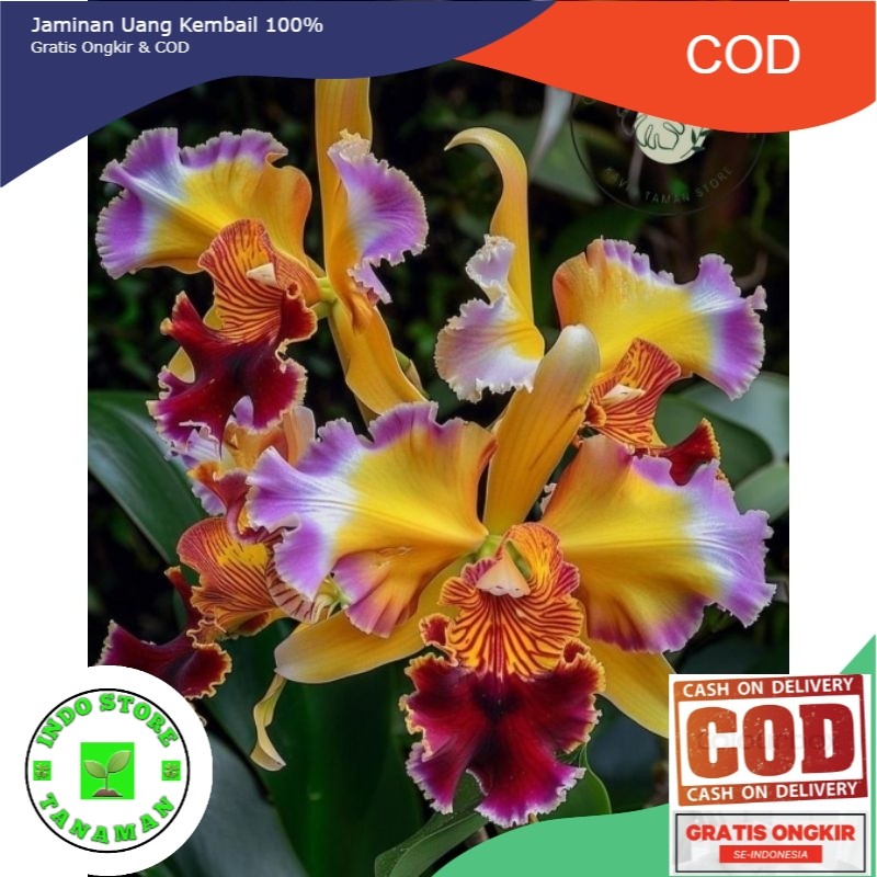 tanaman hias anggrek dendrobium yellow sapphire // anggrek dendrobium // bibit anggrek siap berbunga