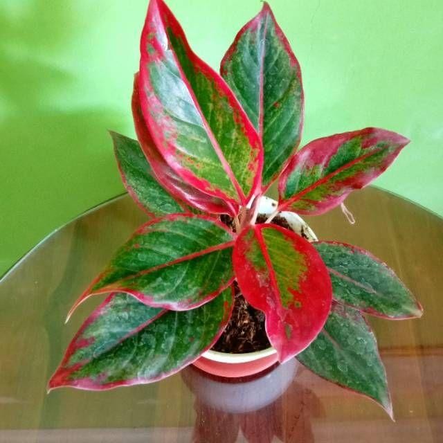 Aglonema Siam Aurora/ Aglonema Red Lipstik-Tanaman Hias Aglonema-Merah-Cantik
