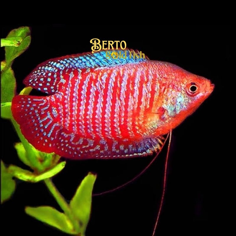 Perlengkapan aquarium Sepat Alius -Ikan Aquascape ralis dwarf gurami garansi