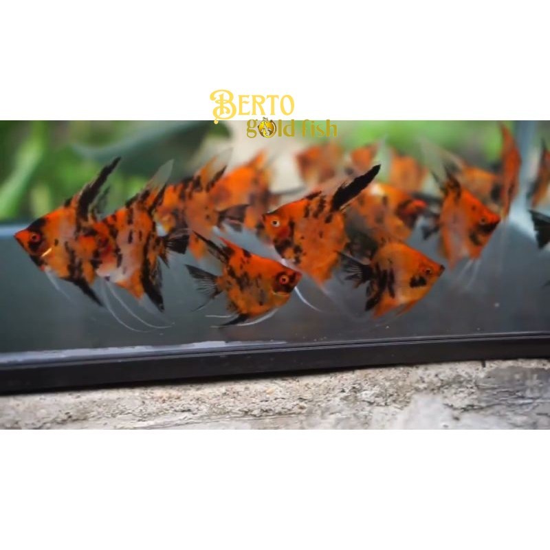 Perlengkapan aquarium Manfish Red Devil Angel garansi