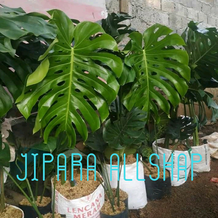 Tanaman monstera king giant bukan monstera variegata - Monstera