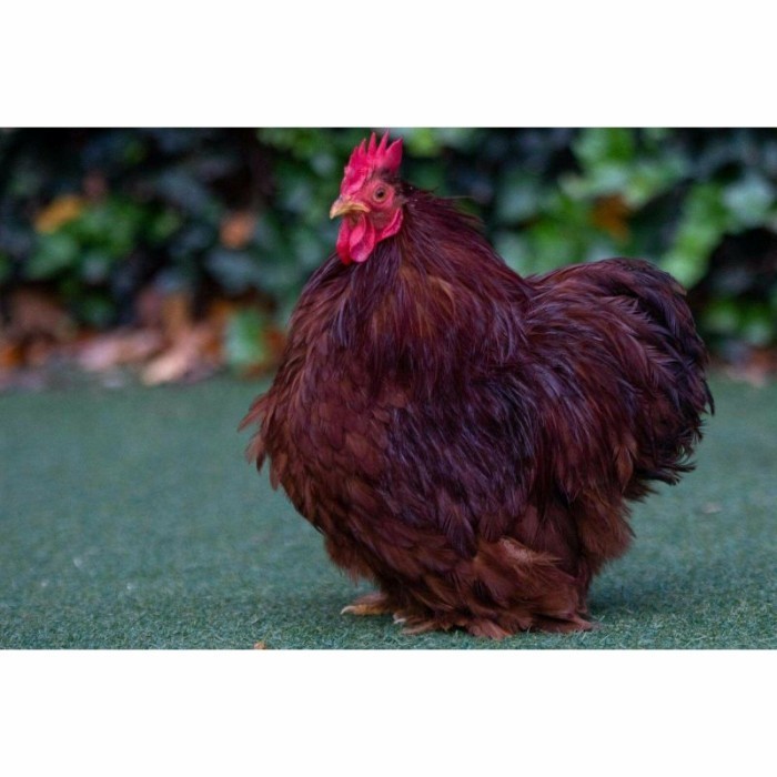 

Fertil Telur ayam hias bantam chocin fertil asli siap ditetaskan - bantam chocin
