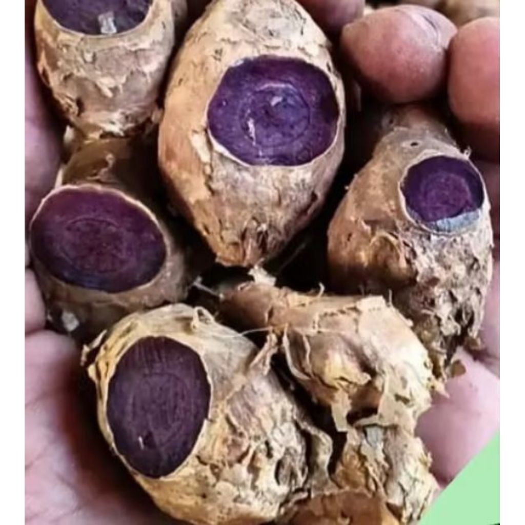 

kunyit hitam asli original100% 100gr NY