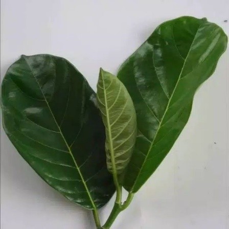 

DAUN NANGKA SEGAR 100LEMBAR SEGAR OBAT HERBAL OBAT TRADISIONAL OBAT ALAMI DIPETIK LANGSUNG SAAT ORDERAN MASUK