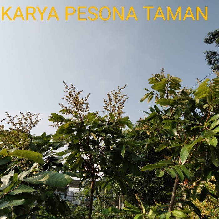 Pohon Buah, Pohon buah kelengkeng. Tinggi 2 meter.