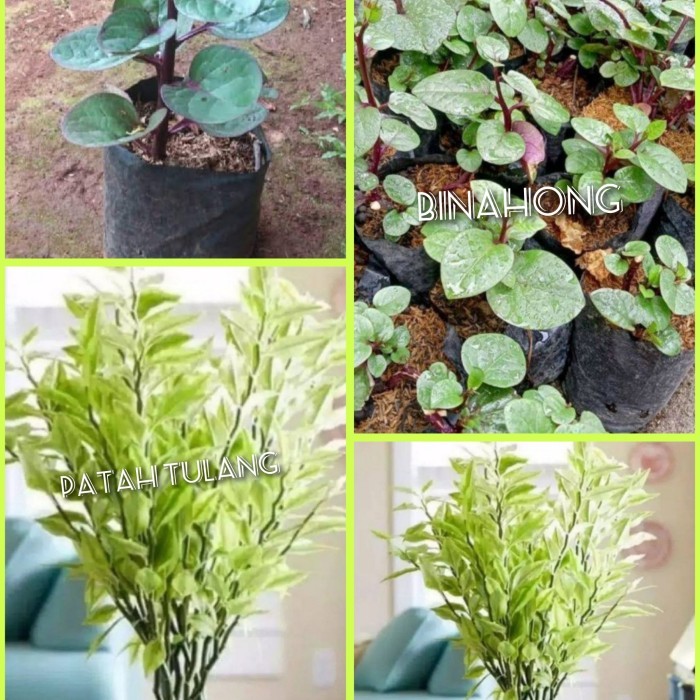 tanaman herbal binahong dan patah tulang var