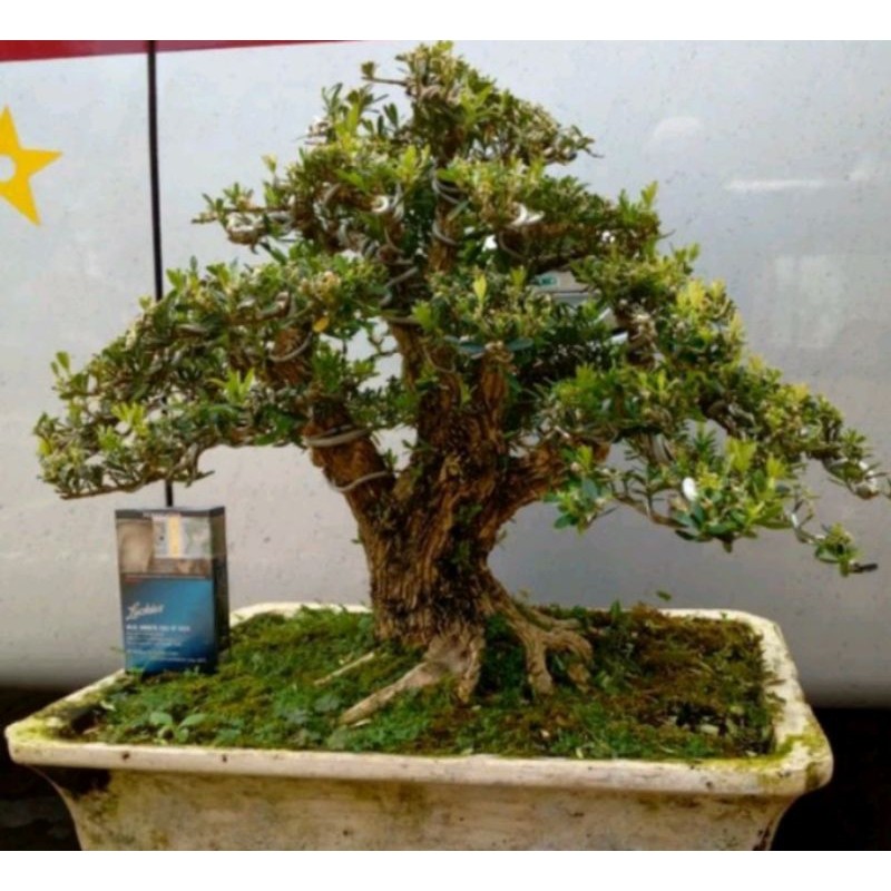 Bunga hias Tanaman Bonsai Boxsus Sudah jadi siap pajang sudah termasuk pot cantik eleghant murah