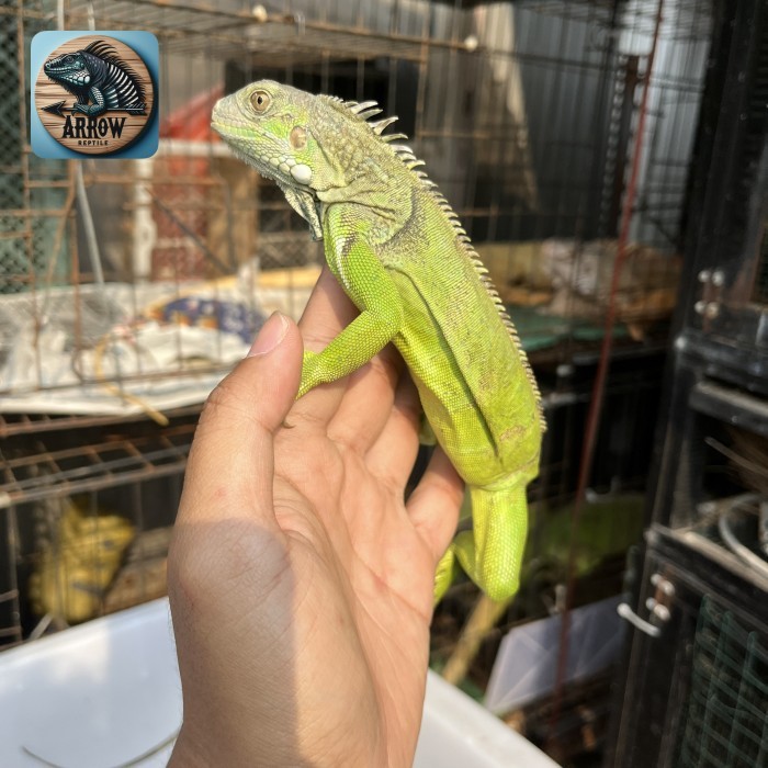 SALE -iguana kecil colombia