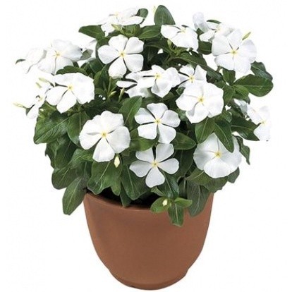 Tanaman Hias Bunga Tapak Dara Putih - bibit tanaman tapak dara