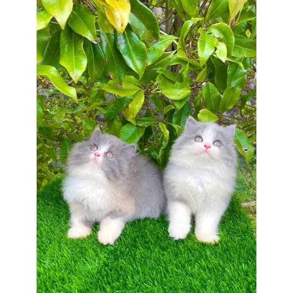 KUCING PERSIA KITTEN PERSIA KUCING PERSIA FLATNOSE KUCING HIMALAYA KUCING RAGDOLL