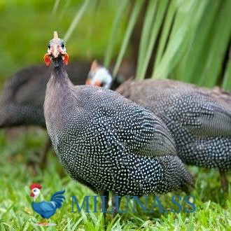 

TELUR AYAM TETAS FERTIL mutiara hias asli siap ditetaskan - mutiara