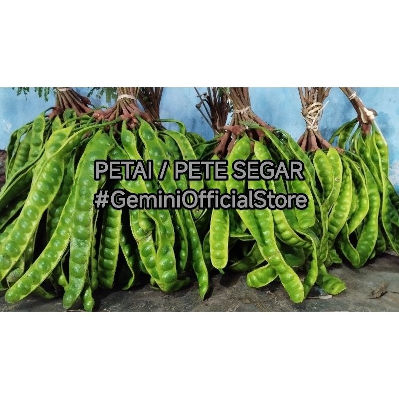 GeminiOfficialStore Terbaik Jual Pete Petai Superr Segar Fresh 1 Papan Peteuy Segar 1 papan _