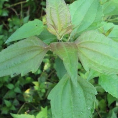 

Promo COD daun herbal kirinyuh kopasanda segar per1kg (B_S)