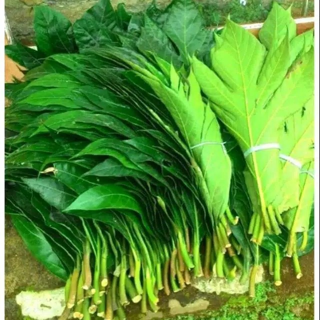 daun sukun segar