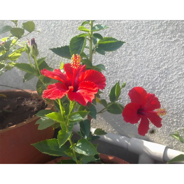 Tanaman Hias Pucuk Rejuna Bali - Tanaman Bunga Sepatu Merah Bali