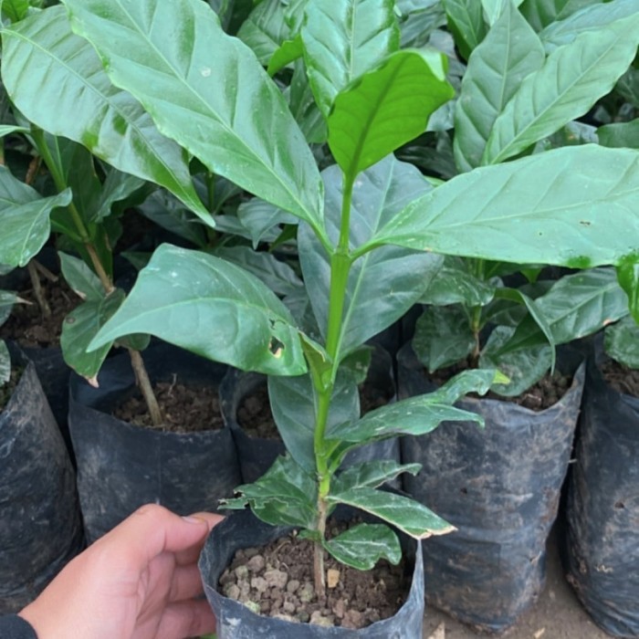 

50 Bibit Kopi Robusta Super Tinggi 60 Cm
