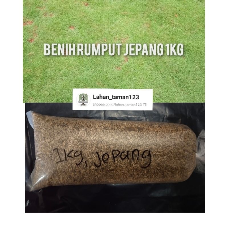 benih rumput jepang/benih rumput 1kg