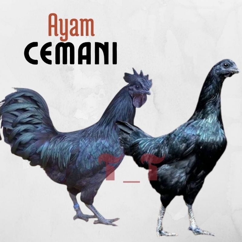 telur ayam cemani lidah hitam (asli) untuk di tetaskan