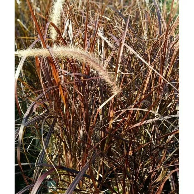 pohon ilalang merah tanaman - love grass merah