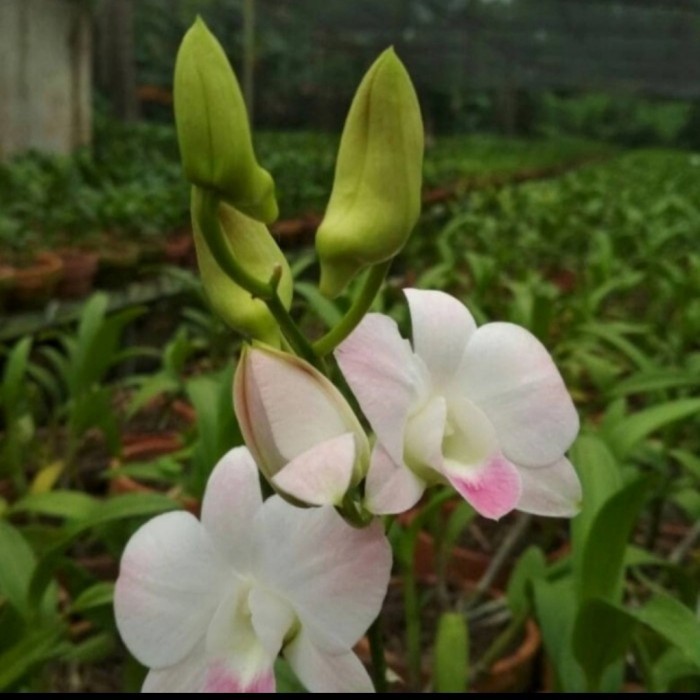 anggrek dendrobium airy peach kenop/ berbunga Spike/berbunga