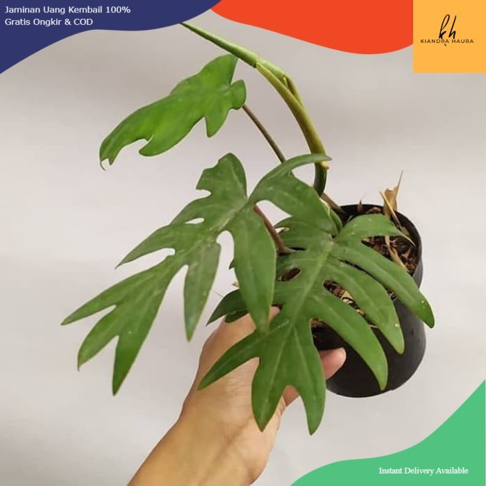Tanaman Hias Philodendron - Philodendron Mayoi - Philo Mayoi
