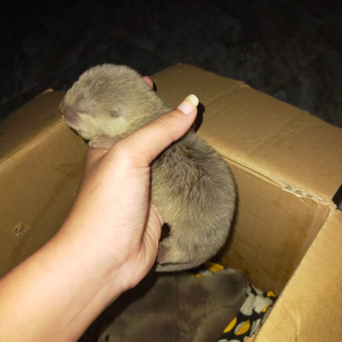 

SALE -berang berang otter