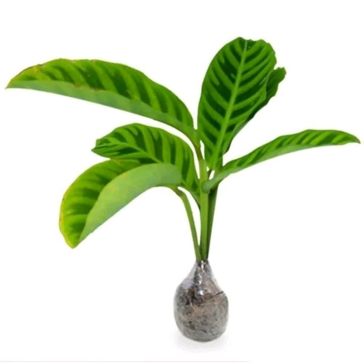 Tanaman Calathea Zebrina - Calathea Zebra Hijau / Zebrina / kalatea zebrina Daun