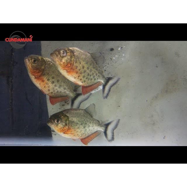 senar piranha isi 10 ekor perlengkapan pancing  red belied rbp kualitas terbaik