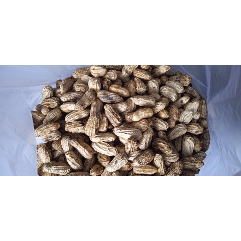 

Kacang Tanah Fresh