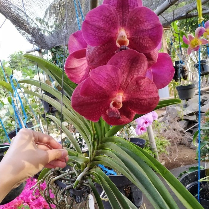 Anggrek Vanda Pink dewasa bunga besar