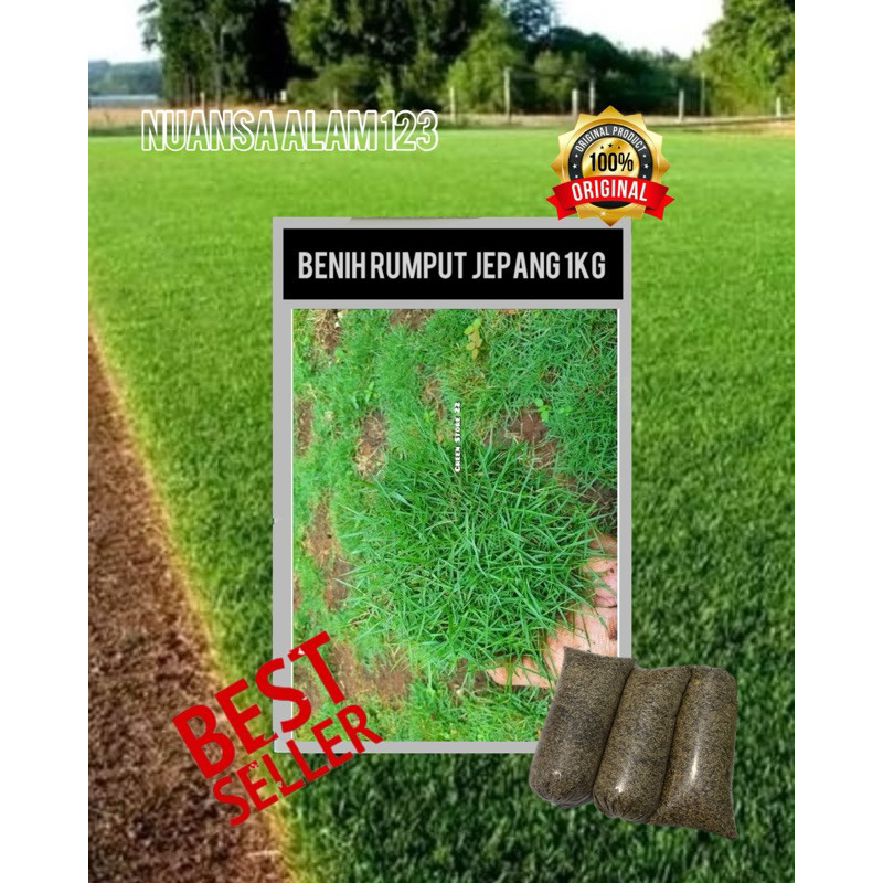 1kg benih rumput jepang/rumput taman -rumput hidup