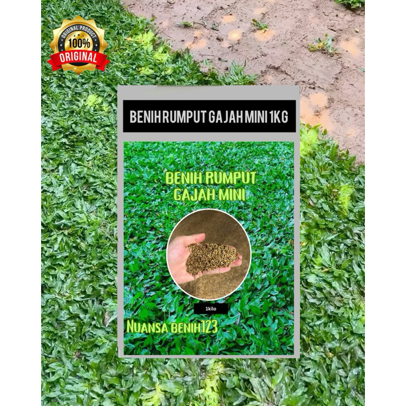 1KG BENIH RUMPUT GAJAH MINI-RUMPUT TAMAN