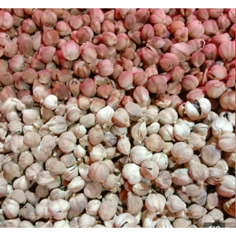

kapulaga kering 250 gr