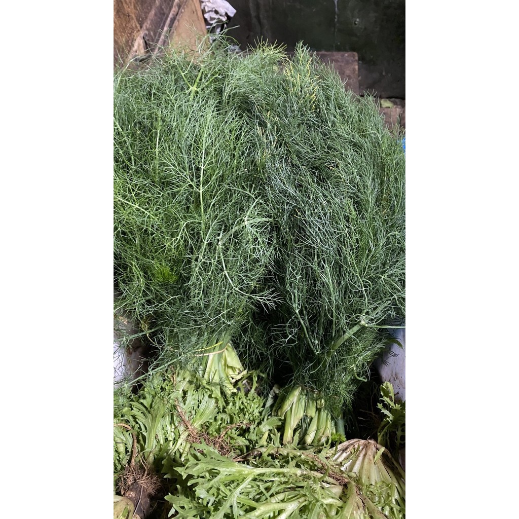 

T05. Daun Dill Kering 250gr Daun Adas Sowa Daun Adas Manis