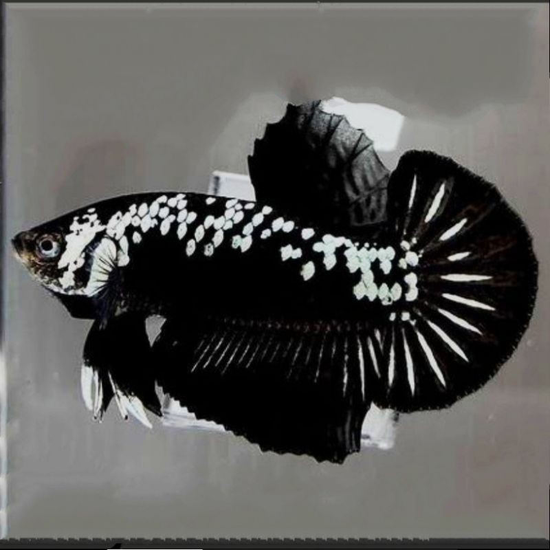 CUPANG PLAKAT BLACK MAMBA BLACK SAMURAI