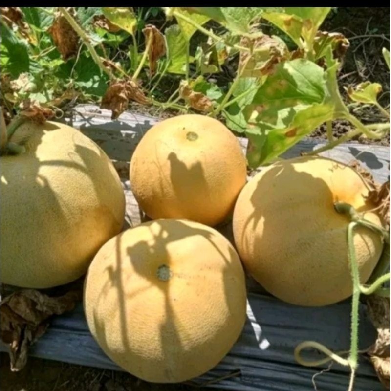 COD  30 BENIH MELON MANIS MADU SUPER