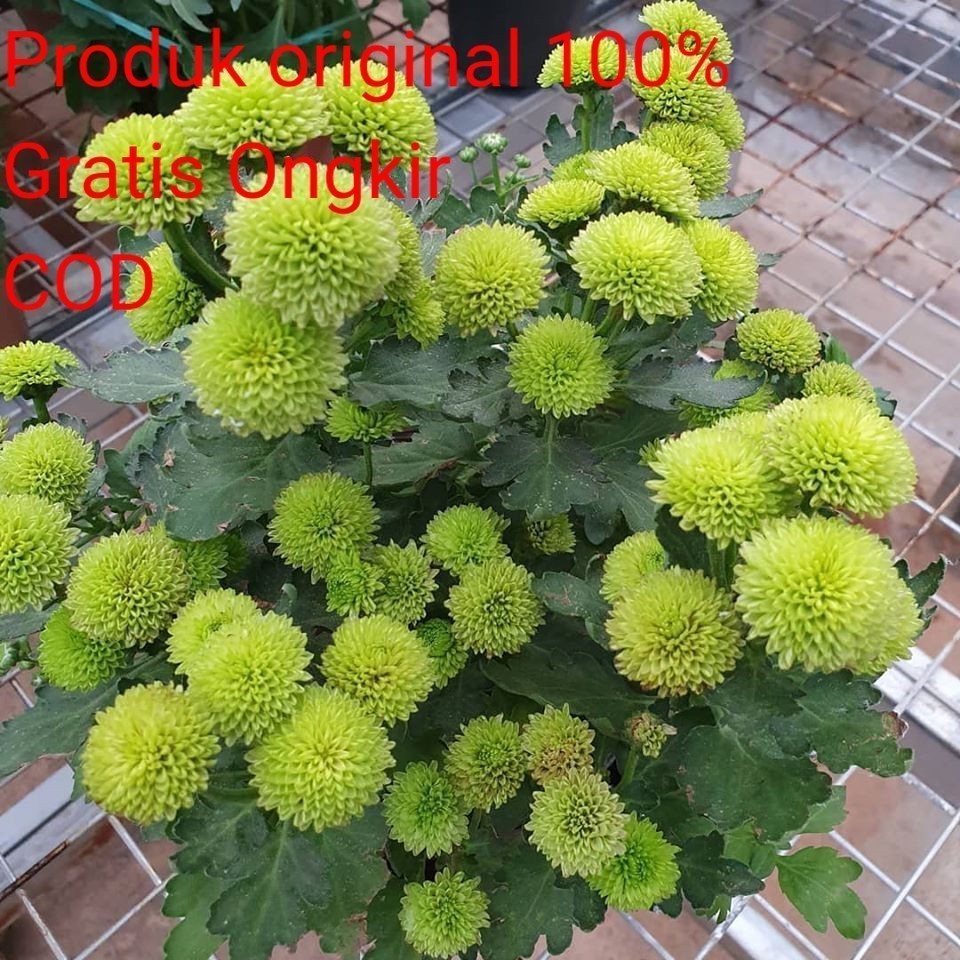 KOKOWA FLORA hias Tanaman hidup Bunga Krisan Hijau Sudah Berbunga Krisan Murah hidup