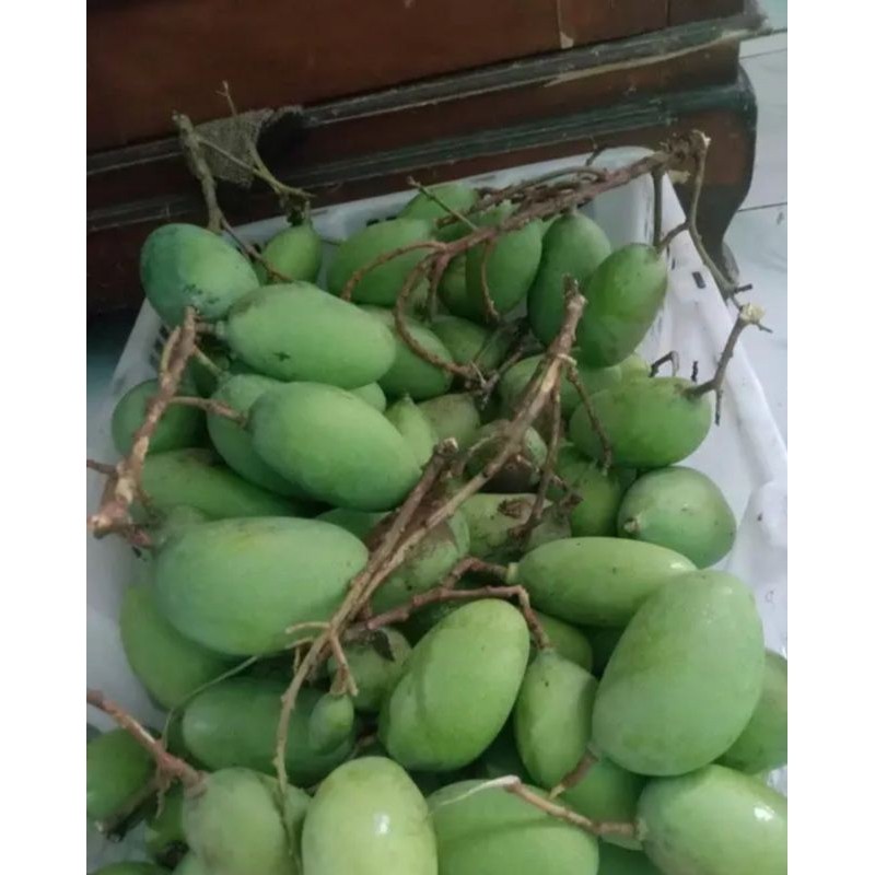 

TEBUS AMBYAR mangga muda mentah kriuk buat rujak metis 1kg TERLARIS